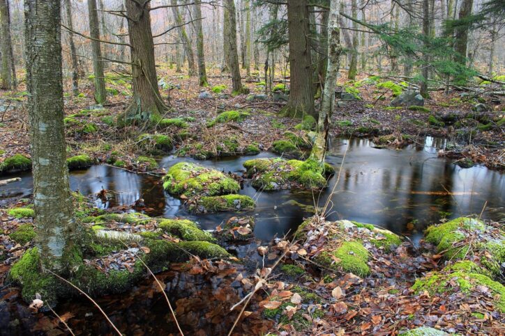 Palustrine Wetlands