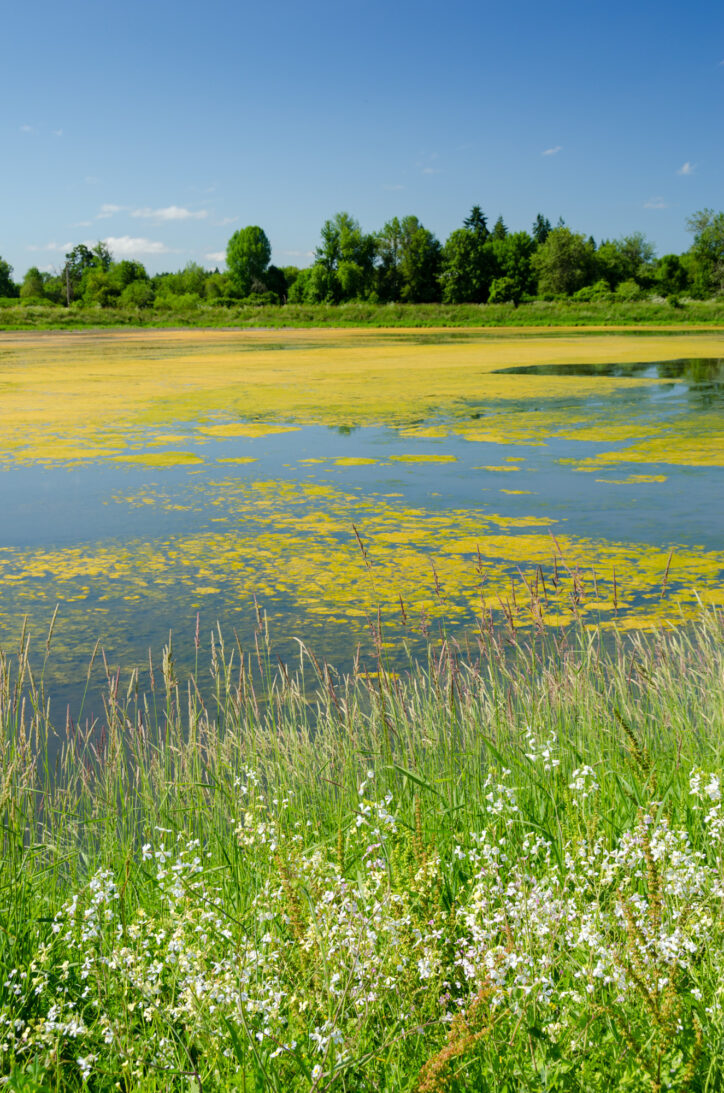 Washington County Wetlands