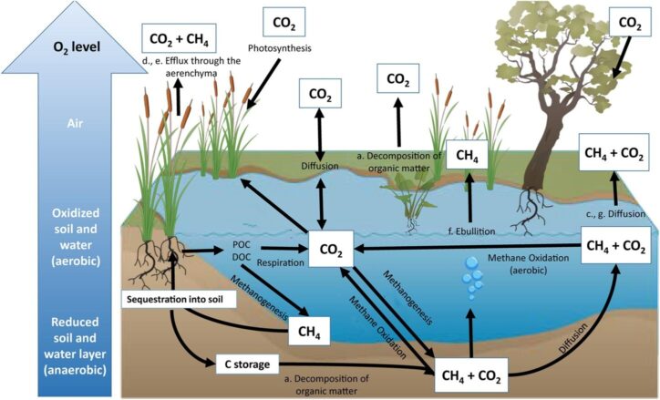 Wetland Oxygen cycle